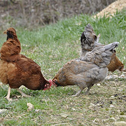 The hens in the yard at Crimson Moon Farm